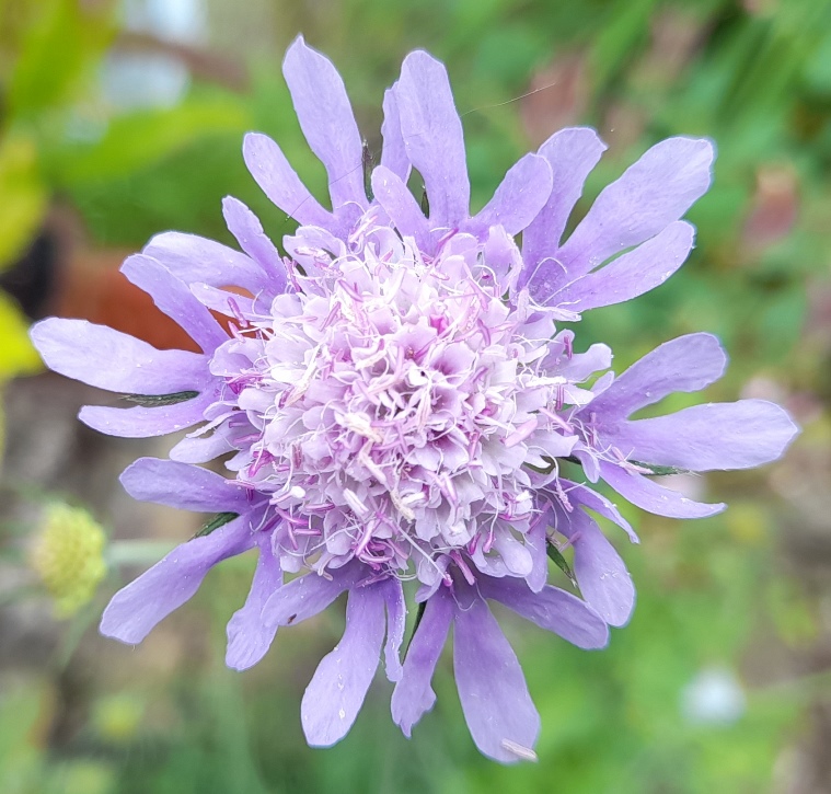 scabious