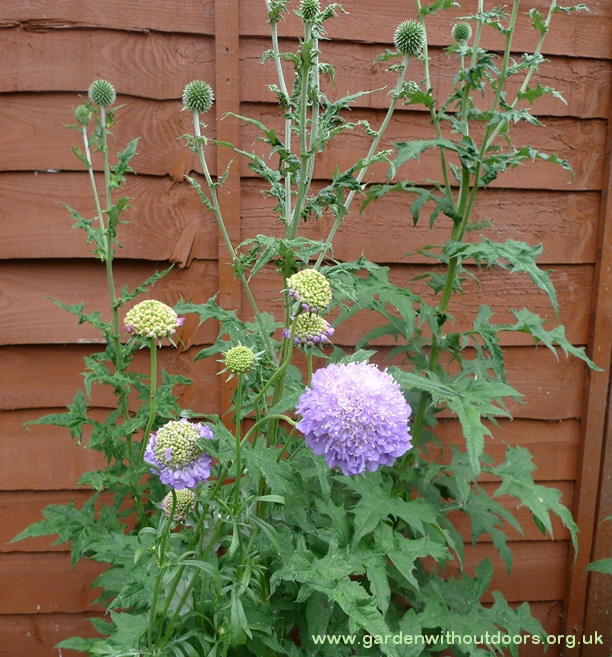 scabious blue cushion globe thistles