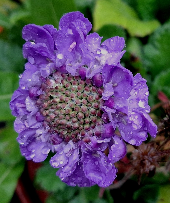scabious