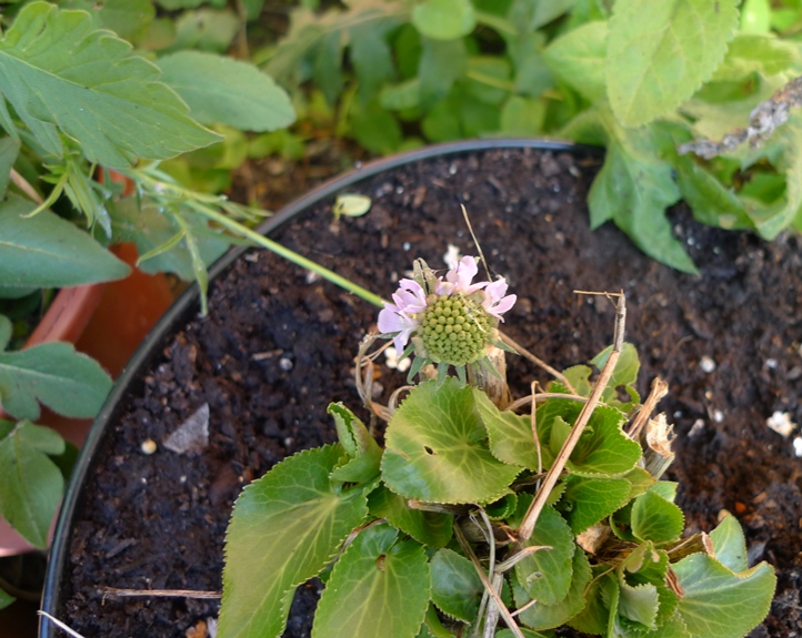 scabious