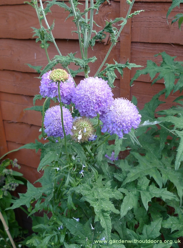 scabious blue cushion