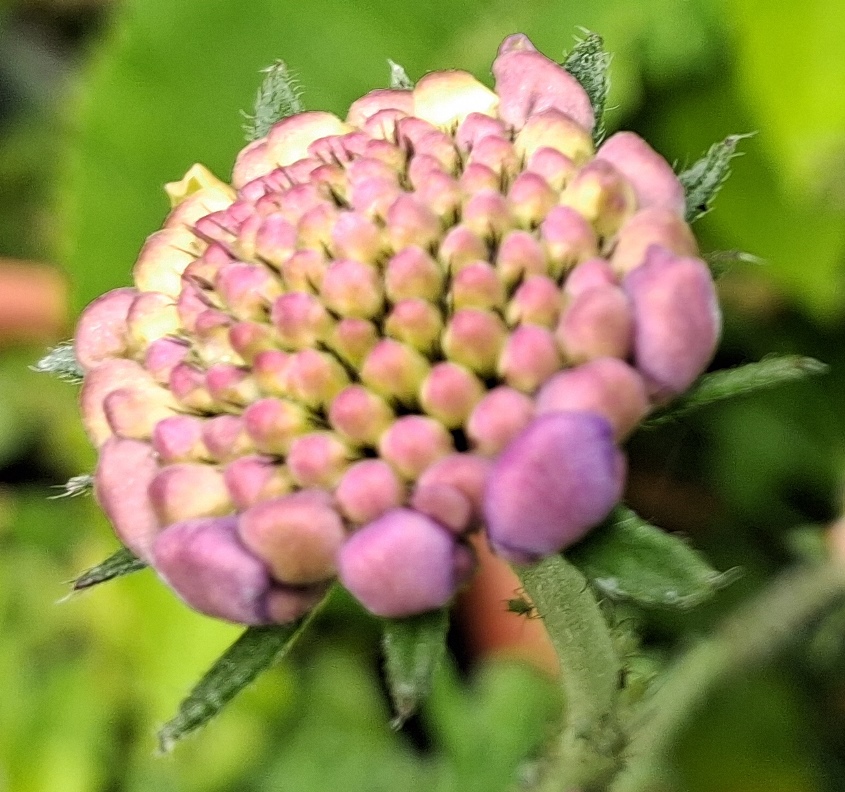 scabious