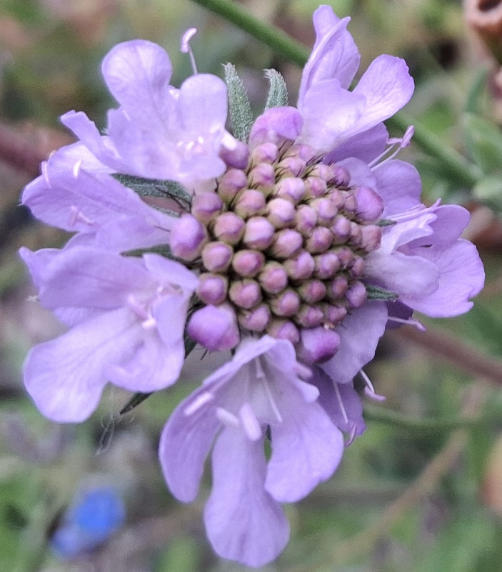 scabious