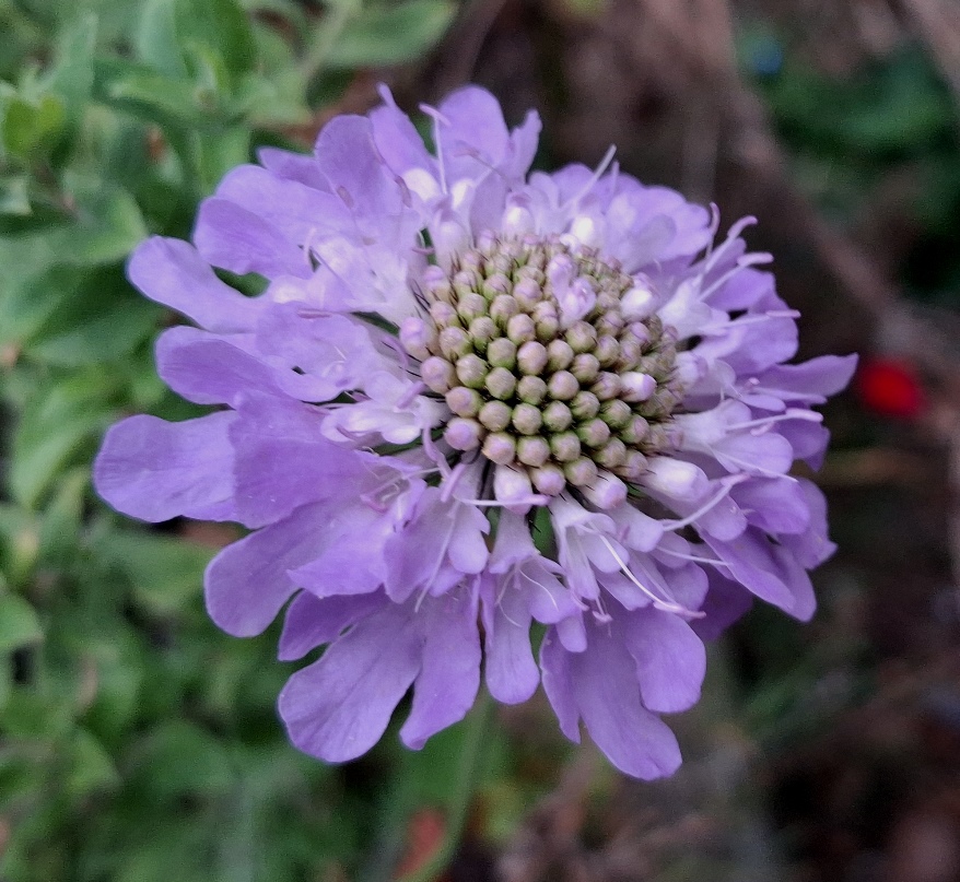 scabious