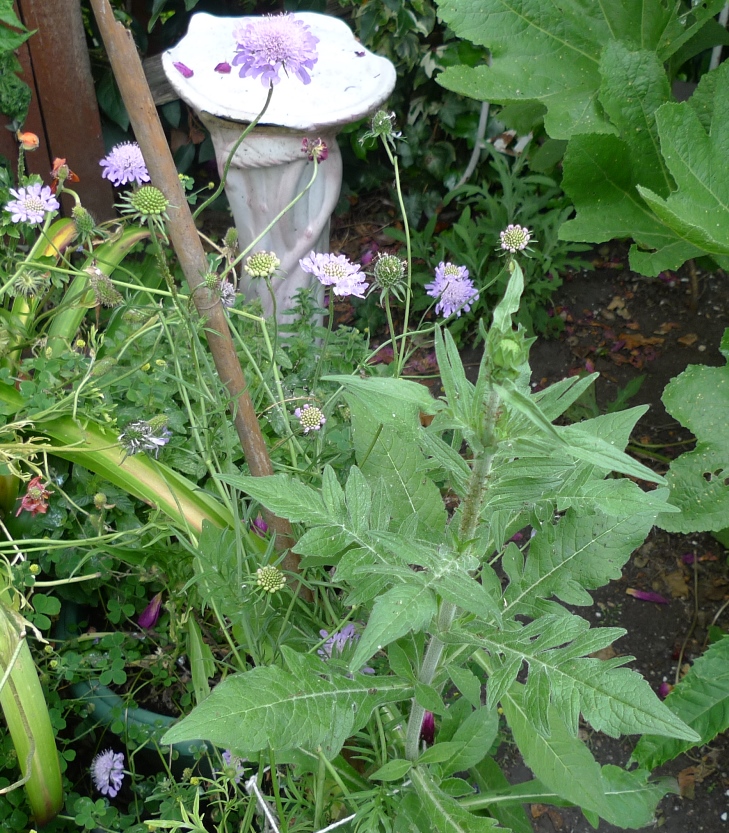 scabious and knautia