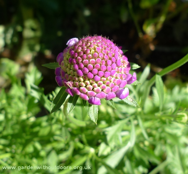 scabious blue cushion buds
