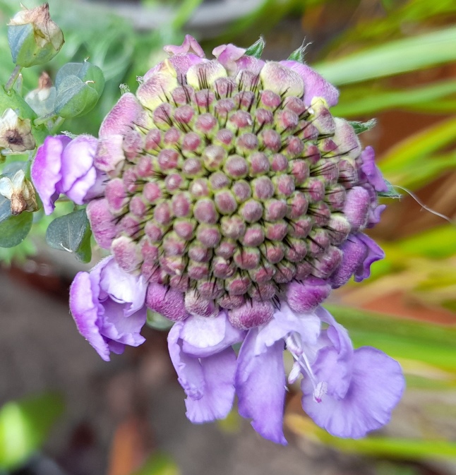 scabious