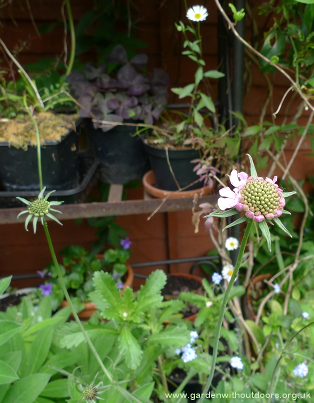 scabious columbaria