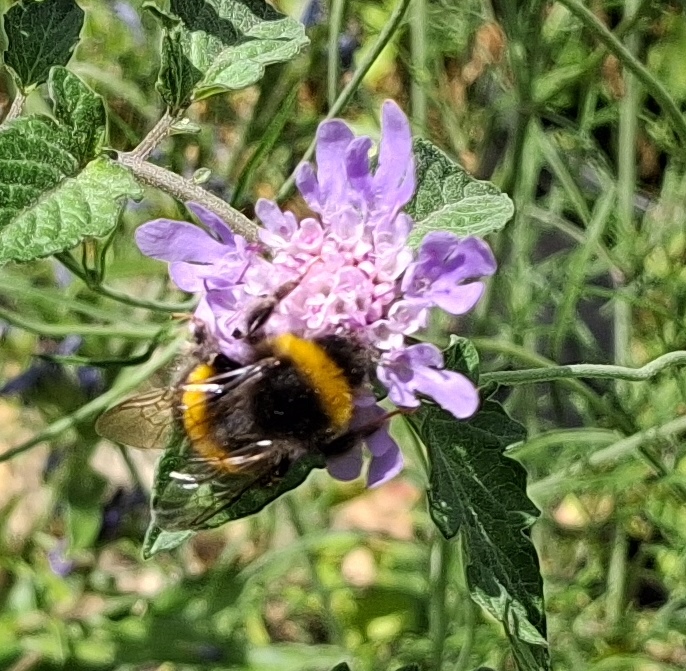 scabious bee