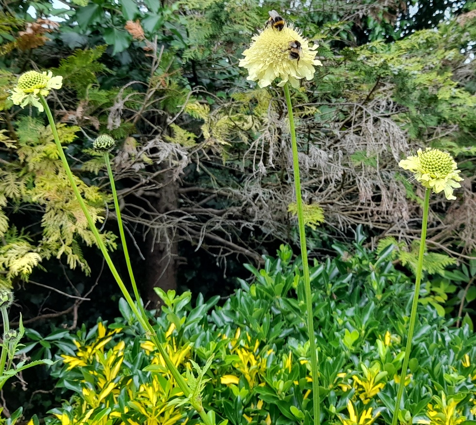 giant scabious with bee cephalaria gigantea