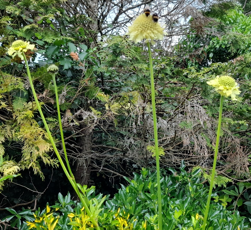 giant scabious cephalaria gigantea