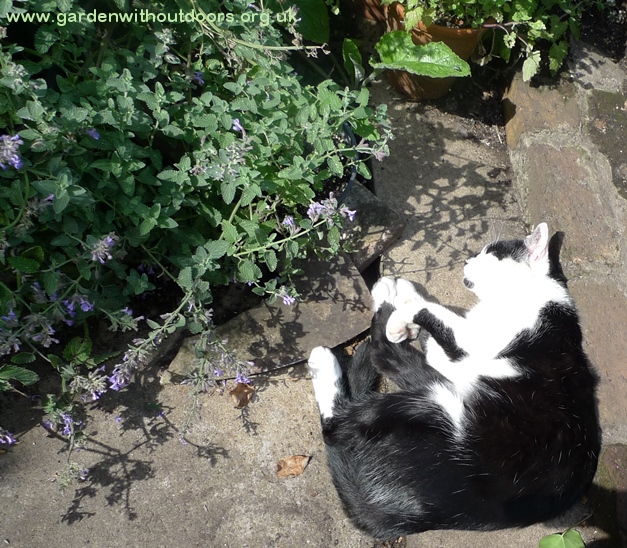cat with catnip