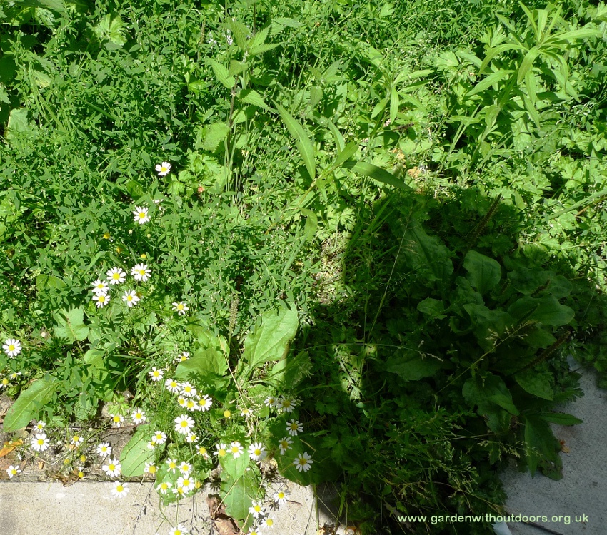scented mayweed