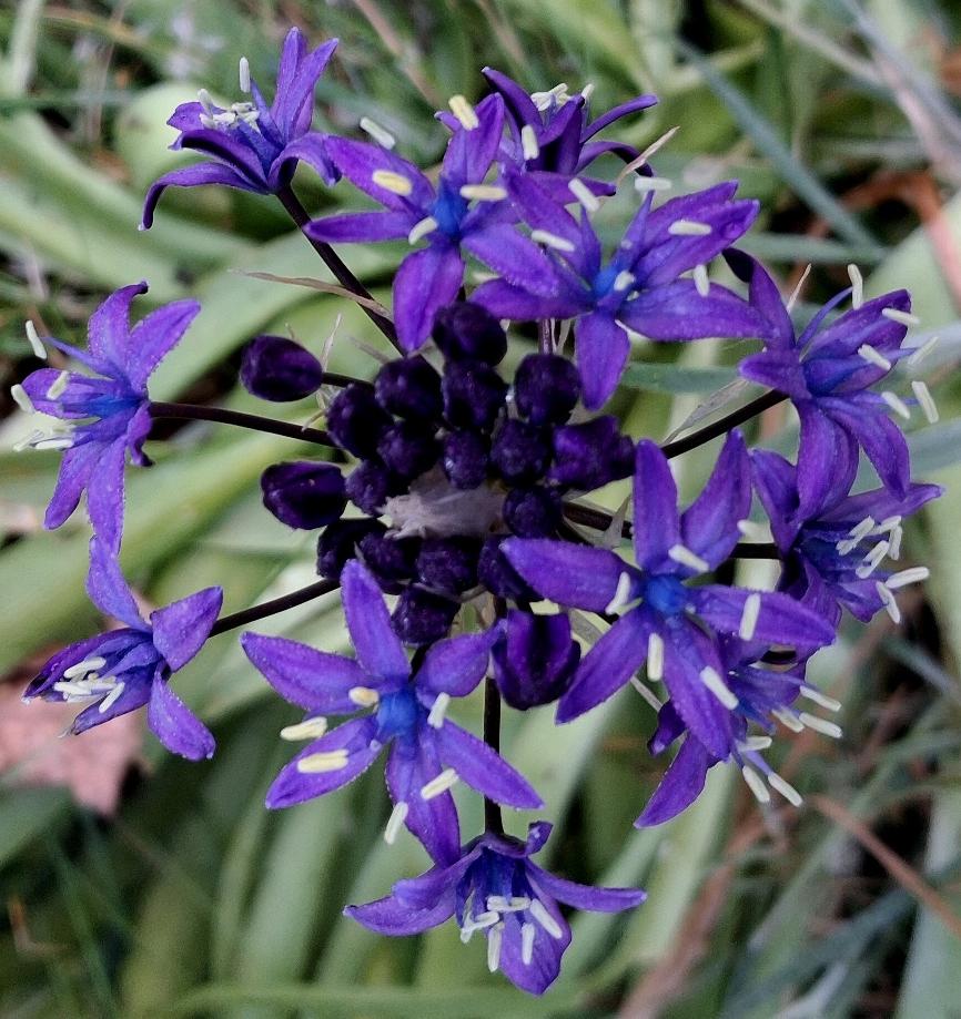 scilla peruviana