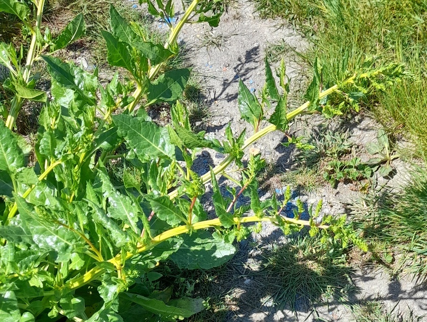sea beet swanscombe marsh