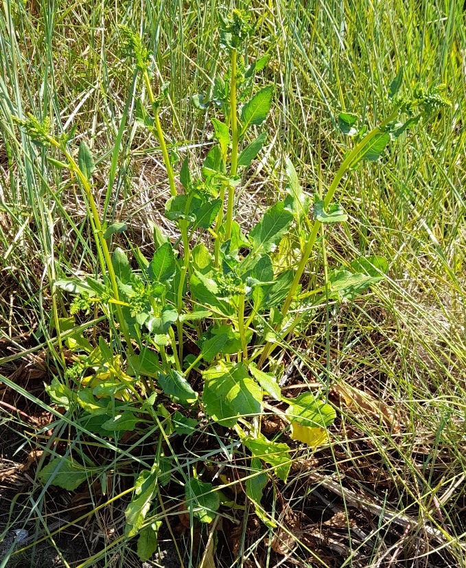 sea beet swanscombe marshes