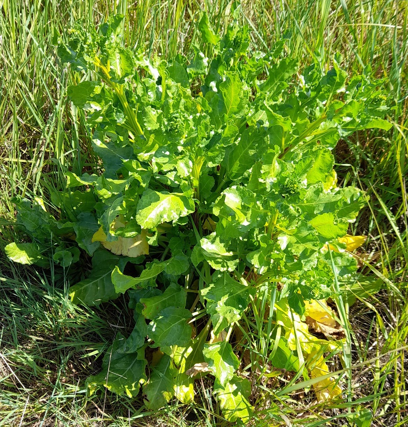 sea beet swanscombe marshes