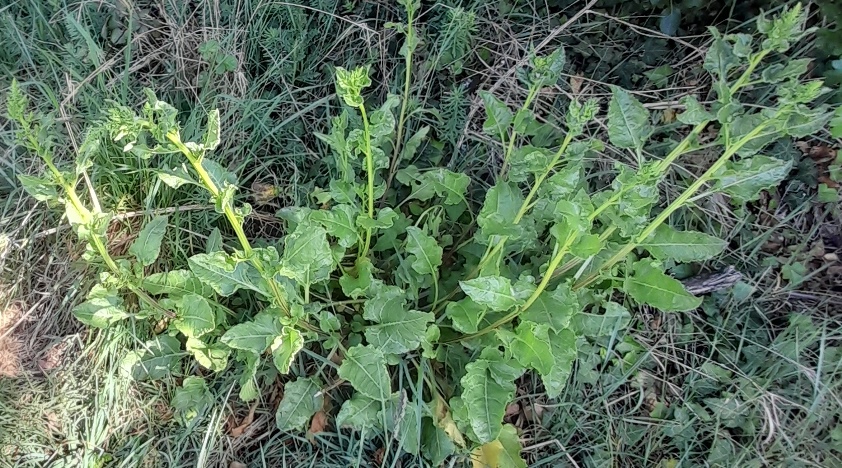 sea beet swanscombe marshes