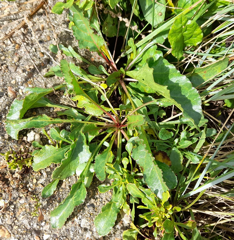sea beet rainham marshes