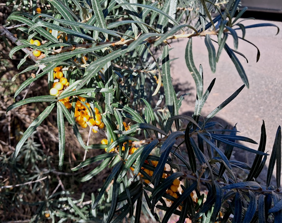 sea buckthorn