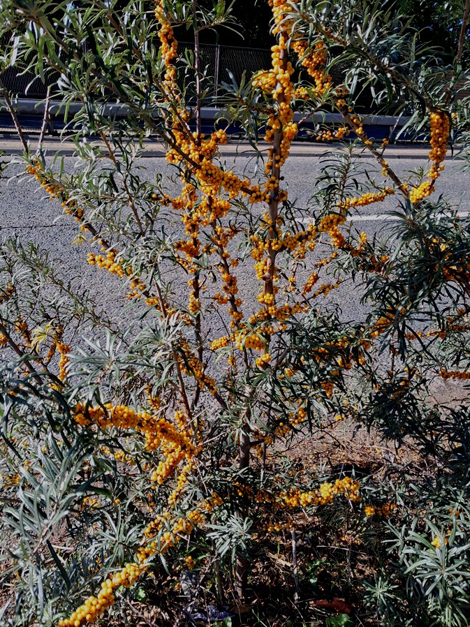 sea buckthorn