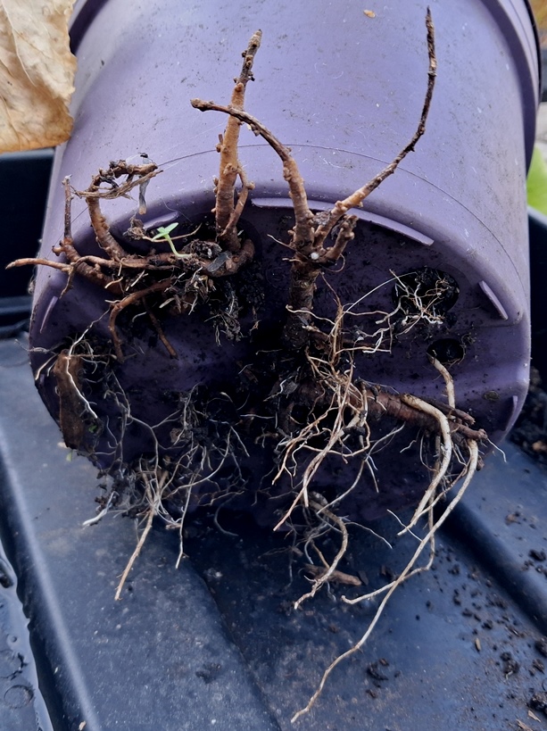 sea holly roots