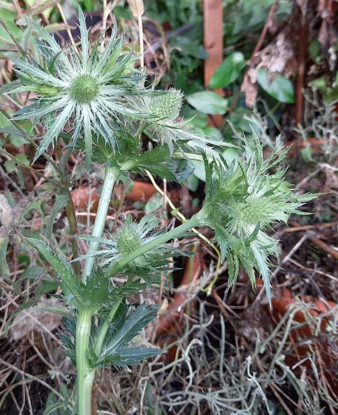 sea holly