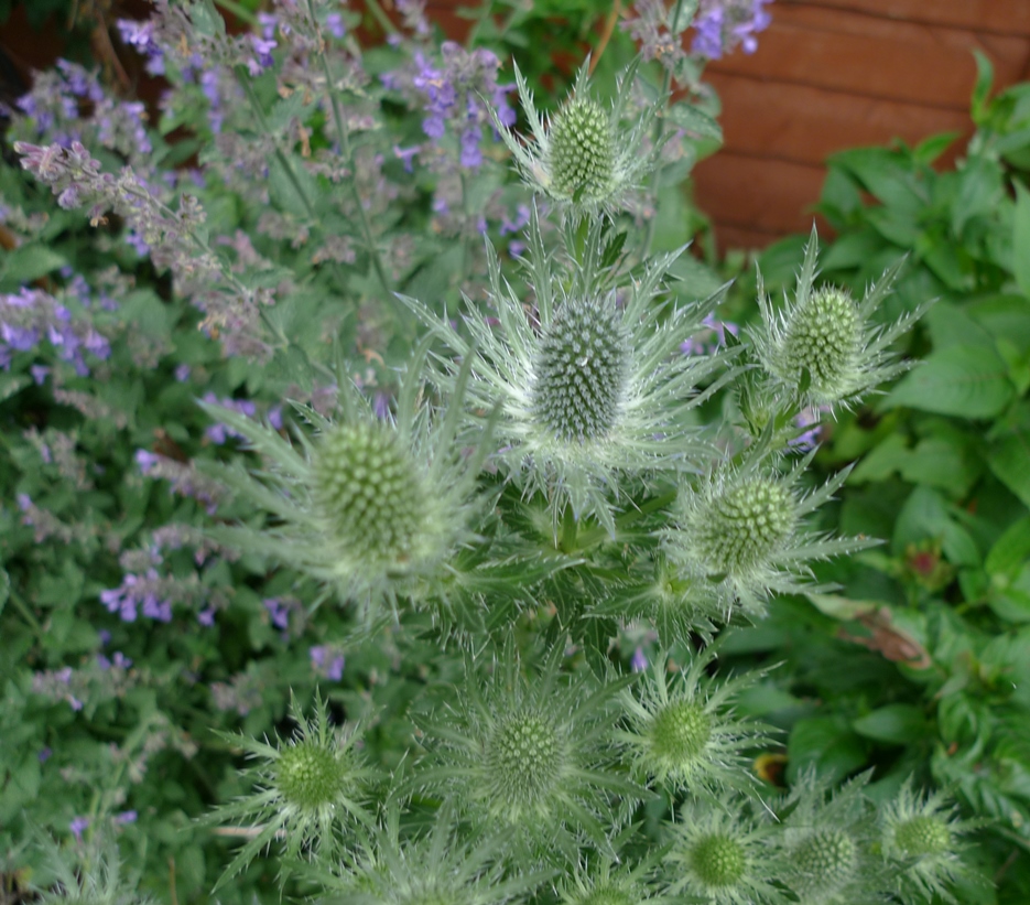 sea holly