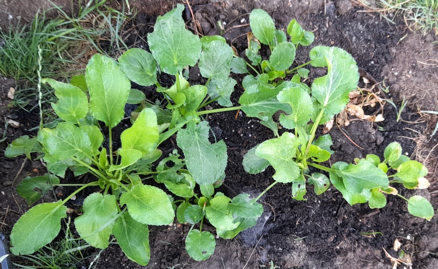 sea holly eryngium planum