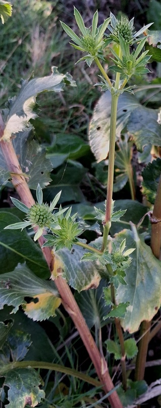 sea holly