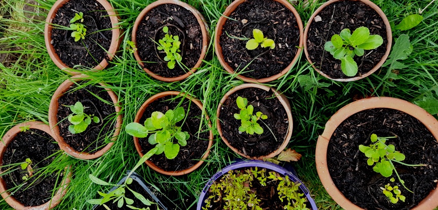 sea holly dierama seedlings