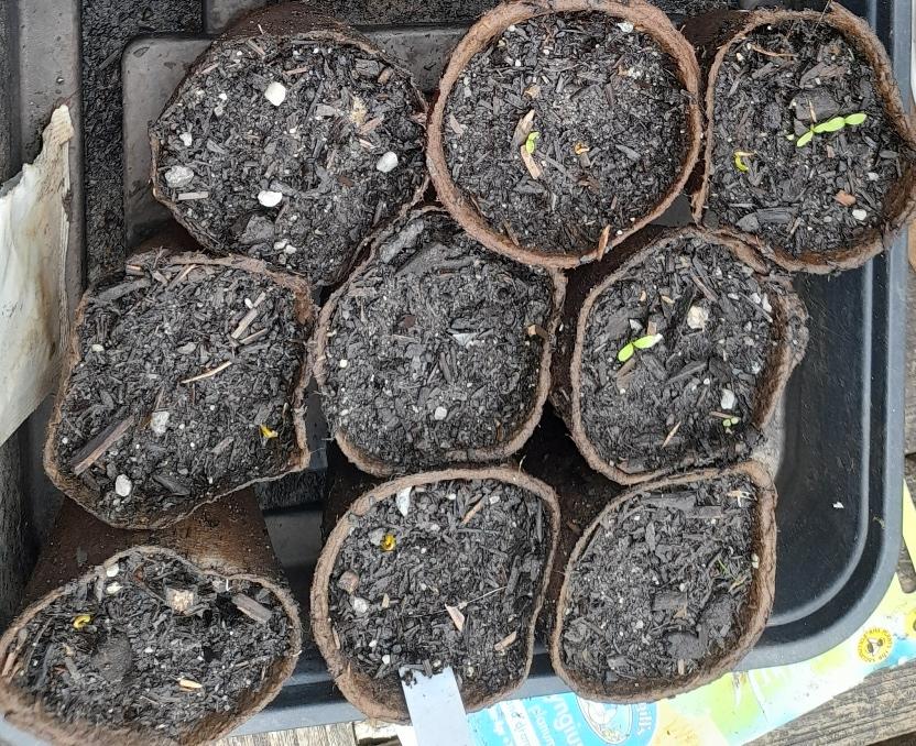 sea holly seedlings