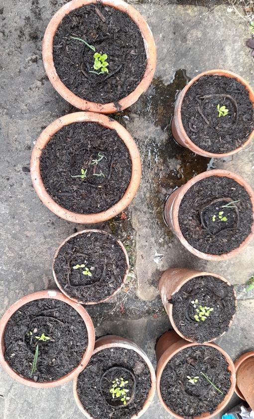sea holly dierama seedlings