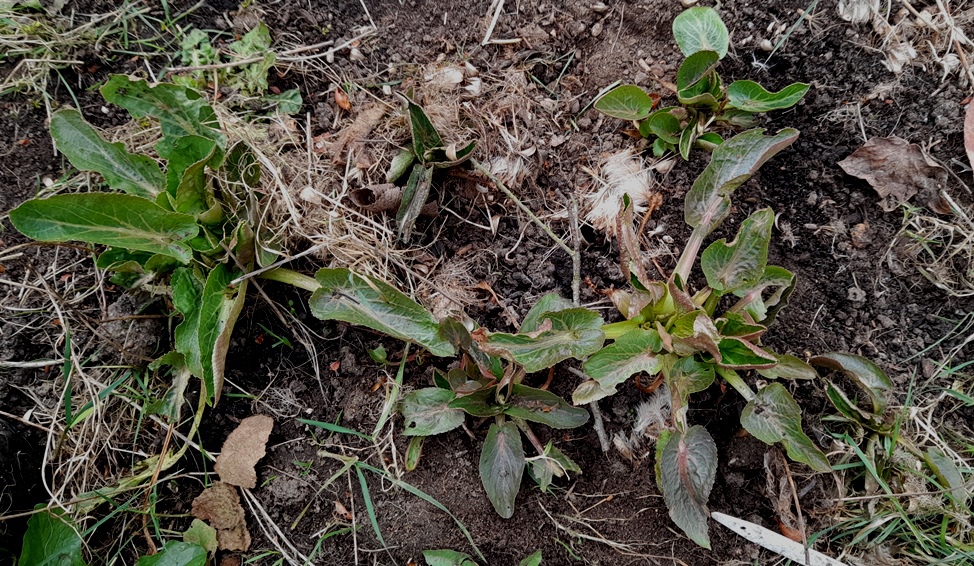 sea holly seedlings