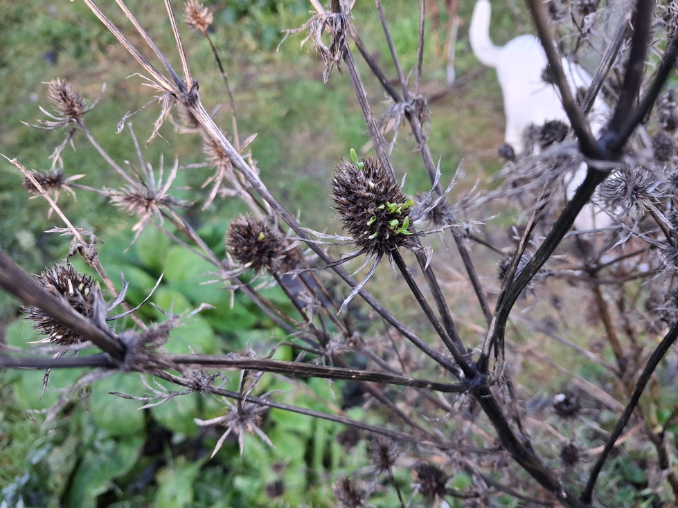 sea holly eryngium planum vivipary precocious germination