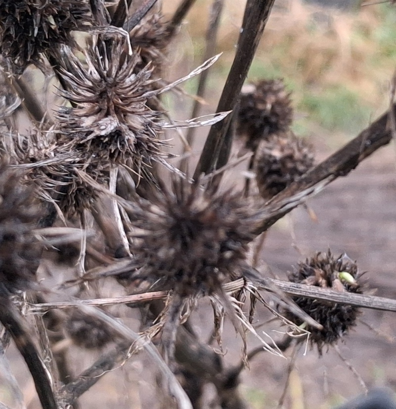 sea holly vivipary