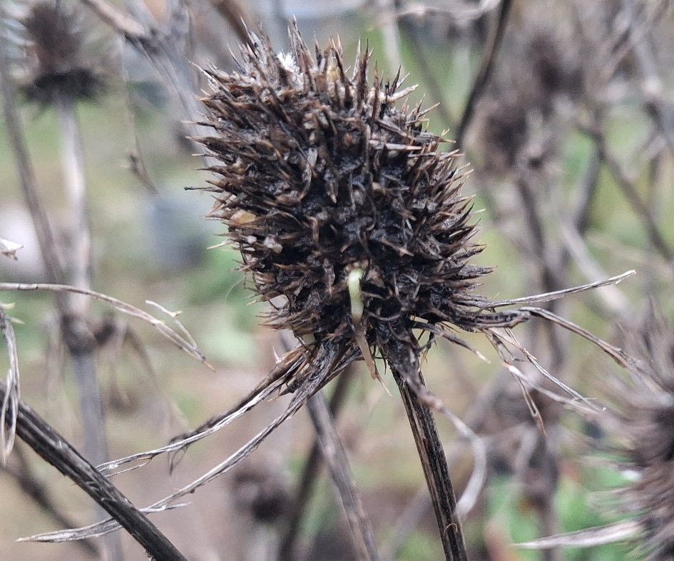 sea holly vivipary