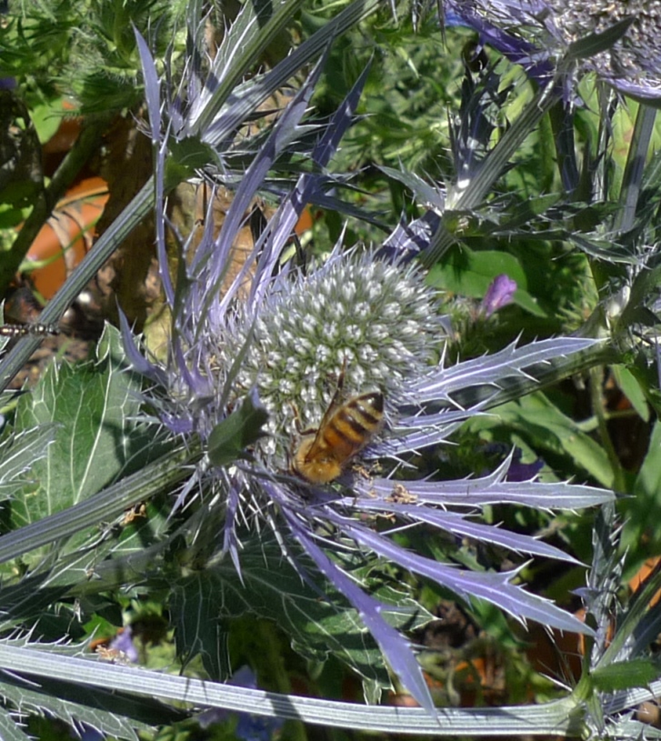 sea holly with bee