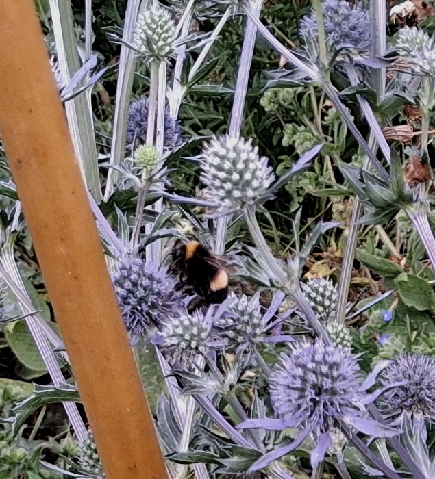sea holly with a bee