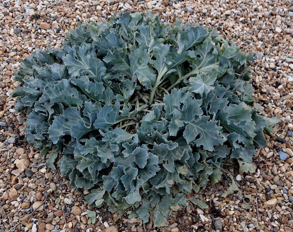 sea kale