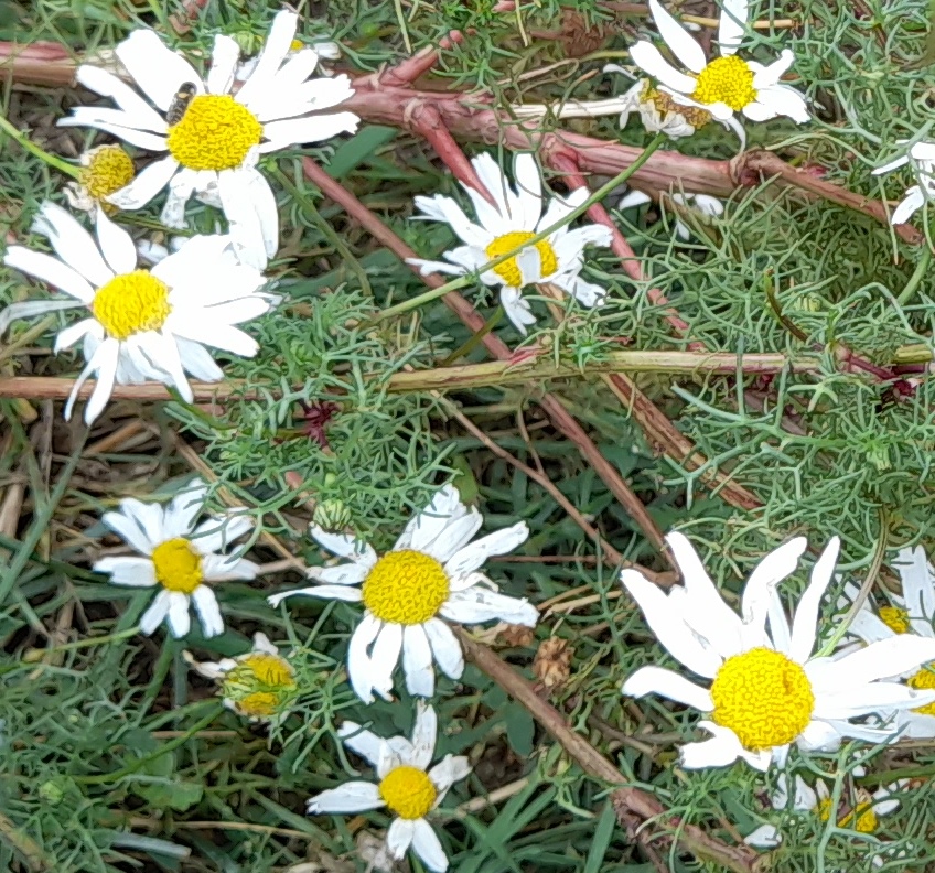 sea mayweed rainham marshes