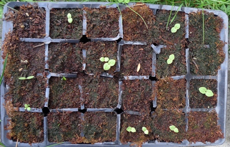 seedlings