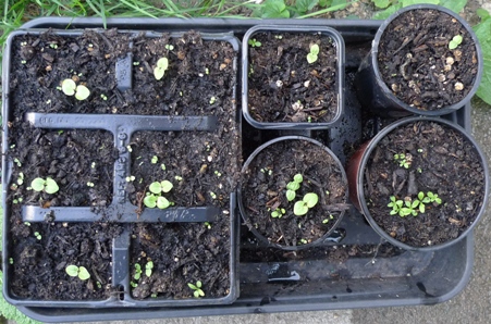seedlings