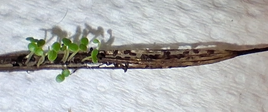 seeds seedlings in stem vivipary