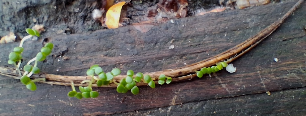 seedlings in stem vivipary