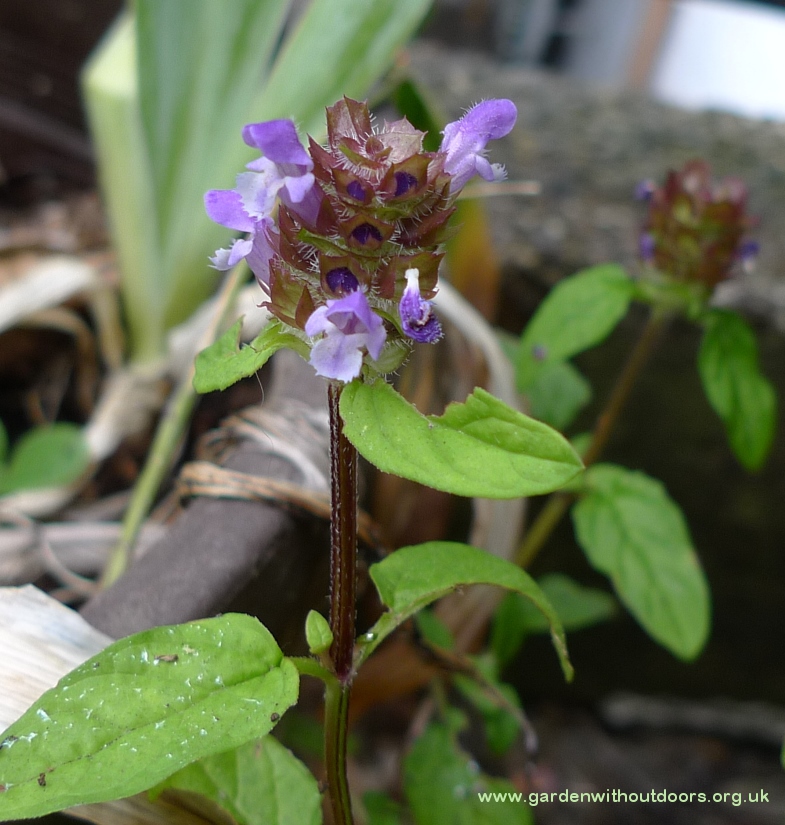 self-heal prunella vulgaris