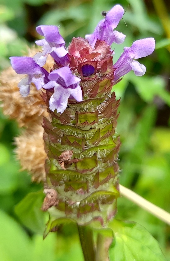 selfheal prunella vulgaris