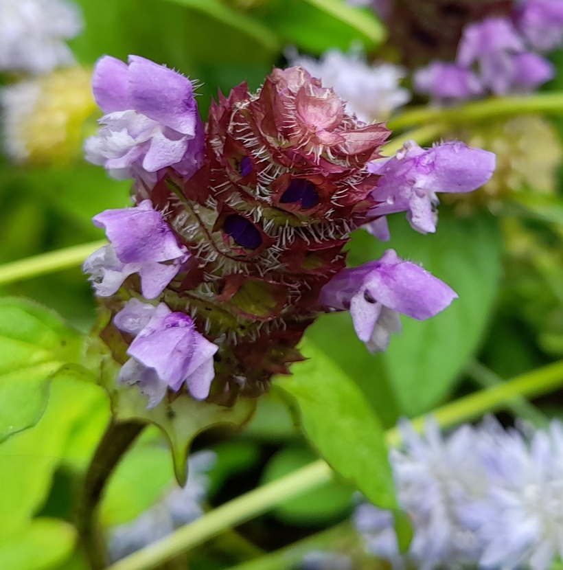 selfheal prunella vulgaris