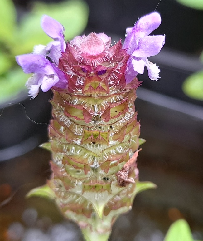 selfheal prunella vullgaris