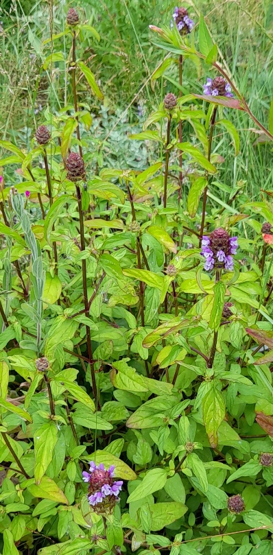 selfheal